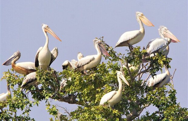 Boeung-Pearaing-Bird-Watching-by-Tuk-Tuk