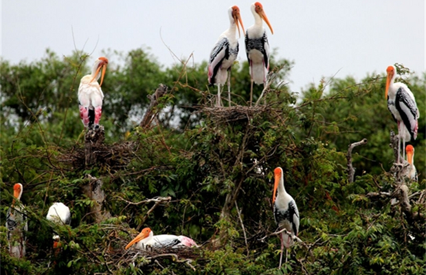Boeung-Pearaing-Bird-Watching-by-Tuk-Tuk